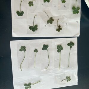 Pressed Four-Leaf Clovers